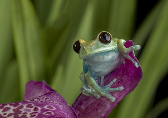 Maroon Eyed Tree Frog