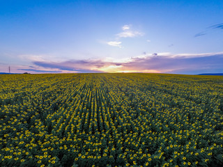 Sunset over sunflower field, aerial view