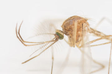 Mosquito extreme macro on a white background 