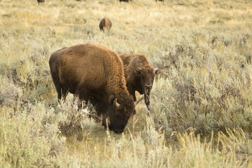 Part of a herd of bison, including a young calf, grazing in the sagebrush plains of the Lamar Valley in Yellowstone National Park, Wyoming.