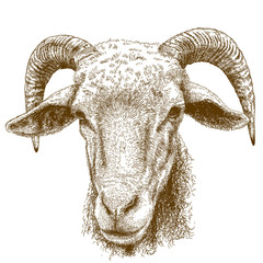 engraving  illustration of rams head