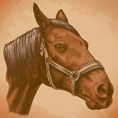 engraving illustration of horse head tn retro style