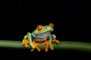 Tree Frog Sitting on Stem