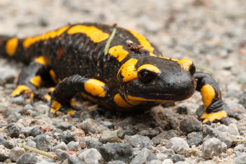 Fire salamander