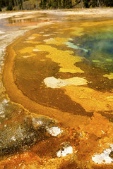 Bright orange and yellow rim of a geothermal pool in the caldera of Yellowstone National Park, Wyoming.