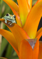 Maroon Eyed Tree Frog on Orange Bromeliad