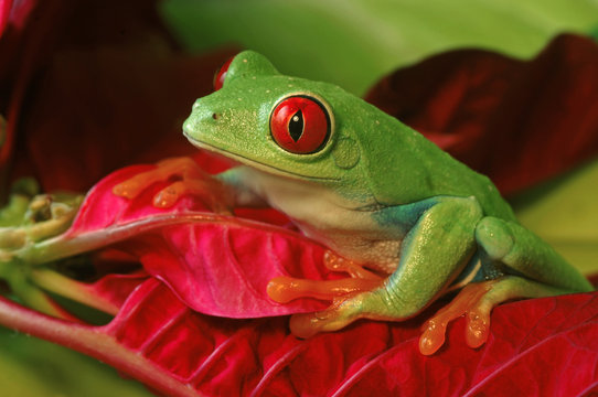 Red Eyed Tree Frog on Colorful Foliage