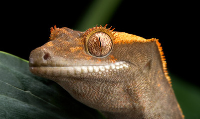 Crested Gecko Head Shot