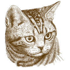 engraving illustration of cat head