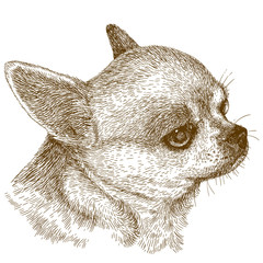 engraving illustration of chihuahua head