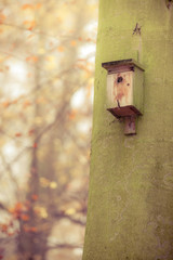birdhouse on the tree in forest