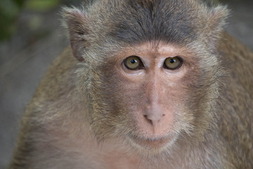 サルのポートレート