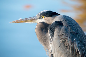 Young Heron
