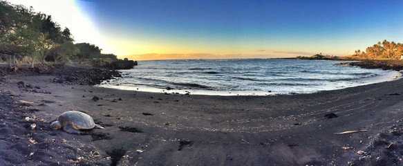 black sand beach sea turtle pano