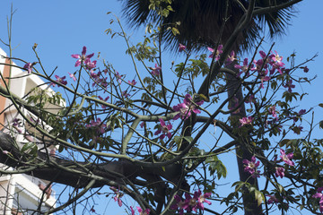 Avocade Tree in Marbella Old Town on the Costa del Sol Spain