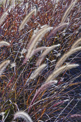 Composition with colorized flowers and leaves