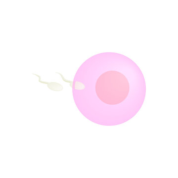 Female egg isometric 3d icon