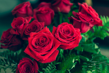 Red rose closeup with drop