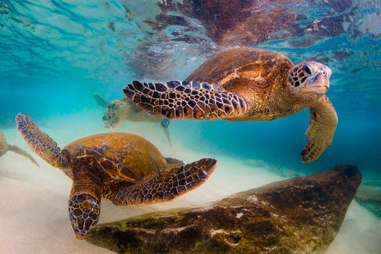 Endangered Hawaiian Green Sea Turtle cruises in the warm waters of the Pacific Ocean in Hawaii
