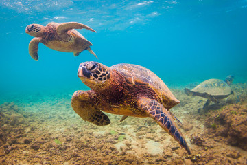 Croisières hawaïennes en voie de disparition avec les tortues de mer vertes dans les eaux chaudes de l& 39 océan Pacifique à Hawaï
