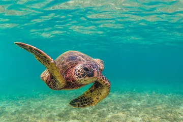 Cercles muraux Tortue Endangered Hawaiian Green Sea Turtle cruises in the warm waters of the Pacific Ocean in Hawaii