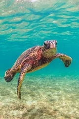 Papier Peint photo autocollant Tortue Croisières hawaïennes en voie de disparition avec les tortues de mer vertes dans les eaux chaudes de l& 39 océan Pacifique à Hawaï