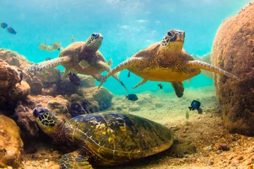 Papier Peint photo autocollant Tortue Croisières hawaïennes en voie de disparition avec les tortues de mer vertes dans les eaux chaudes de l& 39 océan Pacifique à Hawaï
