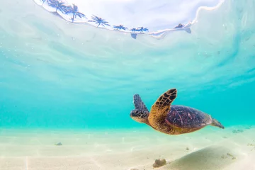 Door stickers Tortoise Endangered Hawaiian Green Sea Turtle cruises in the warm waters of the Pacific Ocean in Hawaii
