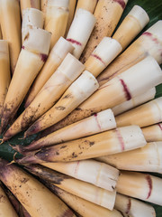 Raw bamboo shoot