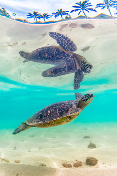Endangered Hawaiian Green Sea Turtle cruises in the warm waters of the Pacific Ocean in Hawaii © shanemyersphoto