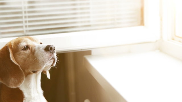 Beagle stretches out to the open window smelling something delicious