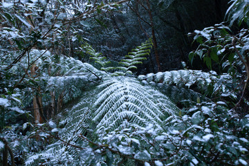 Snow lies on the fern