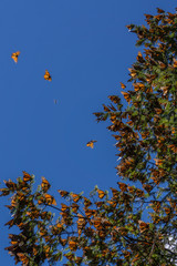 Fototapeta premium Monarch Butterflies on tree branch in blue sky background, Michoacan, Mexico