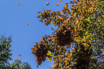Monarch Butterflies on tree branch in blue sky background, Michoacan, Mexico