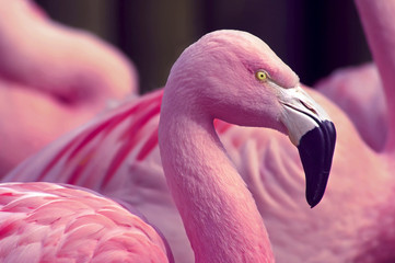 Fototapeta premium Chilijskie flamingi