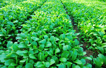 Green leaf mustard in growth at vegetable garden