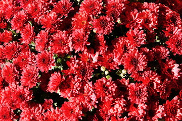 Beautiful flowers, close up