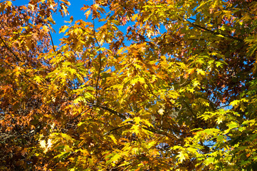 Autumn tree with yellow leaves