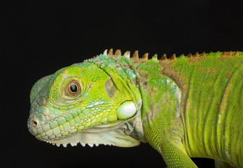 Young Green Iguana