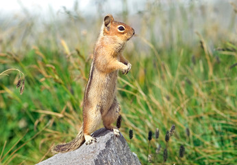 Naklejka na ściany i meble Chipmunk Peering from Rock - Golden Mantled Ground Squirrel