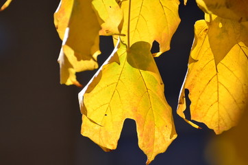 yellow leaves of a maple tree in fall