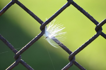 a dandelion wish stuck in a fence because of spider web