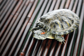 Turtle on wooden background