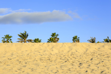 Palm trees at Cabo San Lucas beach in Mexico