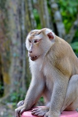 Portrait of an evil monkey