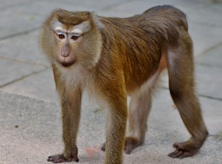 Portrait of macaque with mournful eyes