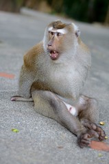 Macaque sitting on the pavement and write