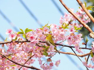 河津桜の花とメジロ