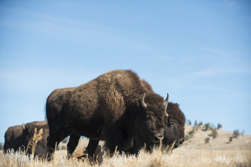 Buffalo / Bison grazing in Yellowstone National Park, Montana