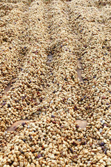 Coffee beans dried in the sun, Coffee beans raked out for drying prior to roasting
